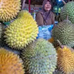 Pedagang melayani pembeli durian di pusat penjualan durian Hutan Kota, Palu, Sualwesi tengah, Jumat (18/1/2025). (Foto: bmzIMAGES/Basri Marzuki)