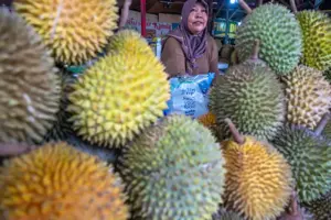 Menyambut Durian Sulteng Terbang ke China