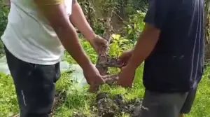 Gali Tanah untuk Tanam Pisang, Ketemunya Senpi Rakitan