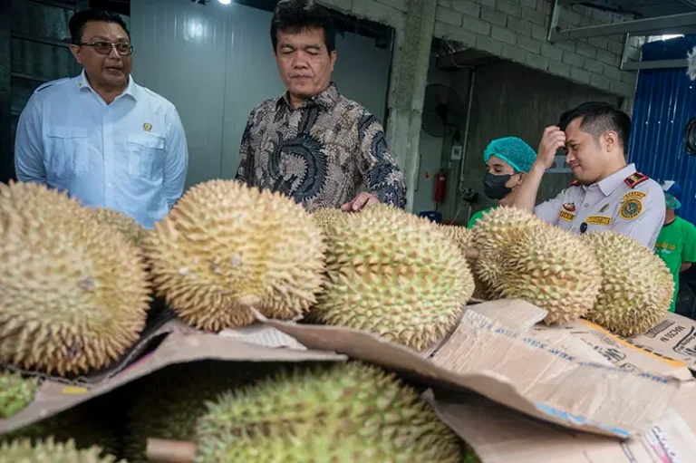Kepala Badan Karantina Indonesia, Sahat M Panggabean (tengah) memeriksa buah durian segar pada simulasi audit fasilitas ekspor buah durian segar di PT Nusantara King Fruit di Palu, Senin (17/2/2025). (Foto: bmzIMAGES/Basri marzuki)