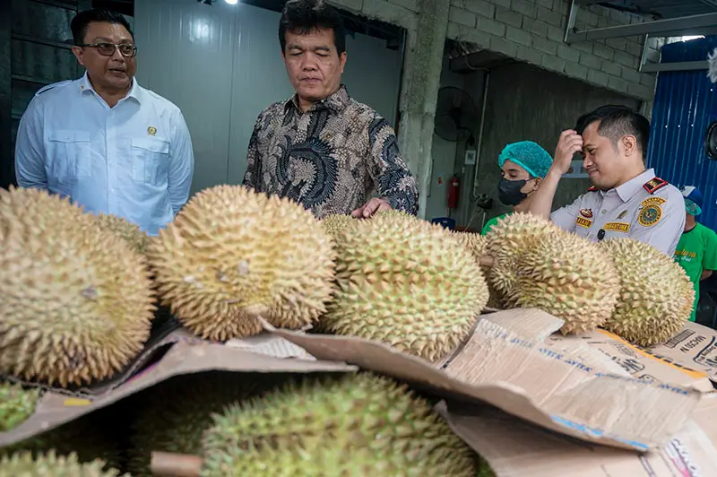 Kepala Badan Karantina Indonesia, Sahat M Panggabean (tengah) memeriksa buah durian segar pada simulasi audit fasilitas ekspor buah durian segar di PT Nusantara King Fruit di Palu, Senin (17/2/2025). (Foto: bmzIMAGES/Basri marzuki)
