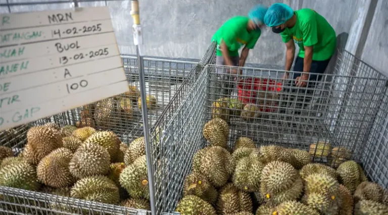 Pekerja memilih buah durian segar untuk dibersihkan di PT Nusantara King Fruit di Palu, Sulawesi Tengah, Senin (17/2/2025). (Foto: bmzIMAGES/Basri Marzuki)
