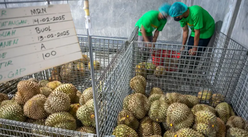 Pekerja memilih buah durian segar untuk dibersihkan di PT Nusantara King Fruit di Palu, Sulawesi Tengah, Senin (17/2/2025). (Foto: bmzIMAGES/Basri Marzuki)