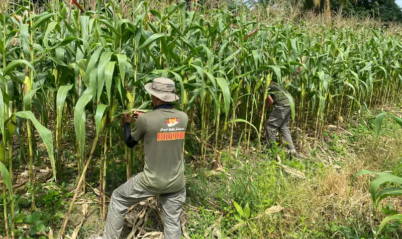 Personel Satgas Madago Raya memanen tanaman jagung dari lahan kosong yang dimanfaatkan di Poso. (Foto: Humas Madago Raya)