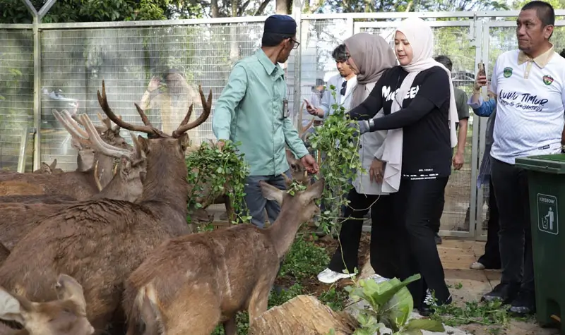 Wagub Sulsel, Fatmawati Rusdi memberi makan sejumlah rusa di penangkaran PT Vale di Sorowako, Luwu Timur, Jumat (18/4/2025). (Foto: PT Vale Indonesia)