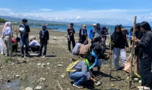 PALU, beritapalu | Dalam rangka memperingati Hari Bumi 2025, Mahasiswa Pecinta Alam (MAPALA) Pawana Fakultas Matematika dan Ilmu Pengetahuan Alam (FMIPA) Universitas Tadulako kembali menunjukkan komitmennya terhadap pelestarian lingkungan dengan melakukan penanaman mangrove di pesisir Mamboro Barat, Kota Palu, Minggu (27/4/2025) lalu.