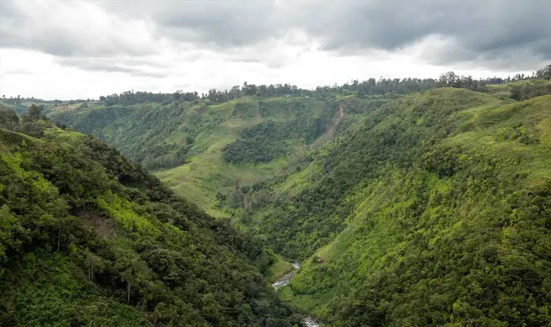 Hutan di Papua Nugini. ©️FAO/Cory Wright