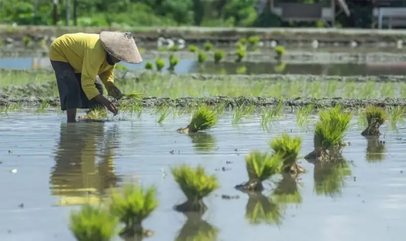 Petani menanam padi di Desa Kaleke, Sigi. (bmzIMAGES/Basri Marzuki)