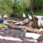 Petugas mengisolasi wilayah tumpahan minyak dari pipa yang bocor di Desa Towuti, Luwu Timur, Sulsel, Senin (25/8/2025). (©PT Vale Indonesia)