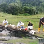 Petugas bersama warga bergotong royong membentu membersihkan sisa minyak dari persawahan di Towuti, Luwu TImur, Kamis (28/8/2025). (©PT Vale Indonesia)