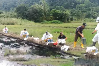 Petugas bersama warga bergotong royong membentu membersihkan sisa minyak dari persawahan di Towuti, Luwu TImur, Kamis (28/8/2025). (©PT Vale Indonesia)