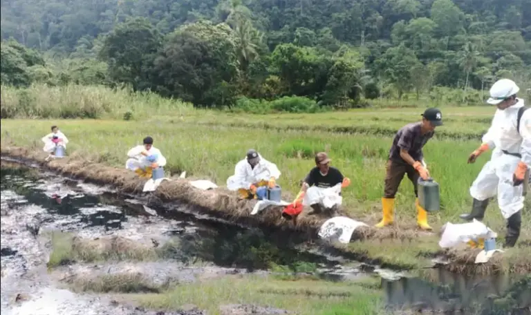 Petugas bersama warga bergotong royong membentu membersihkan sisa minyak dari persawahan di Towuti, Luwu TImur, Kamis (28/8/2025). (©PT Vale Indonesia)