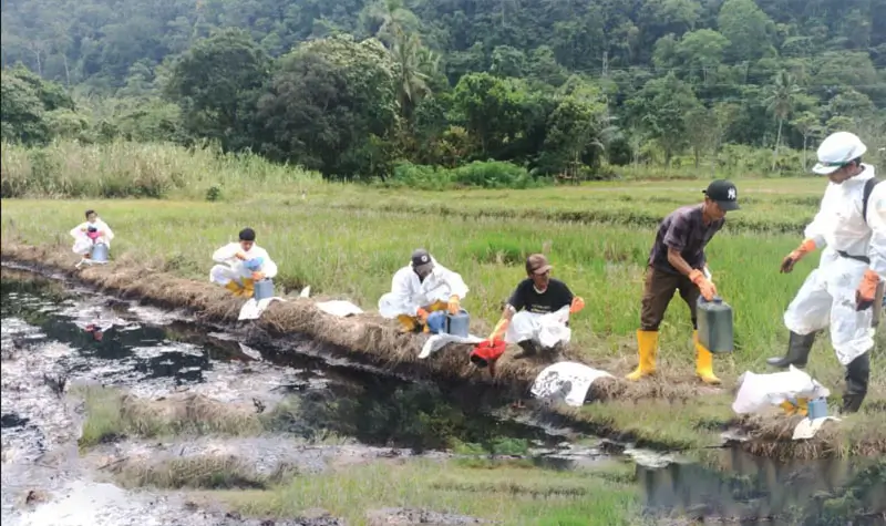 Petugas bersama warga bergotong royong membentu membersihkan sisa minyak dari persawahan di Towuti, Luwu TImur, Kamis (28/8/2025). (©PT Vale Indonesia)