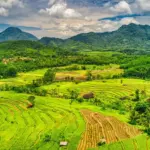 Ilustrasi hamparan sawah. (©pexel)