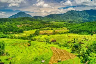 Ilustrasi hamparan sawah. (©pexel)