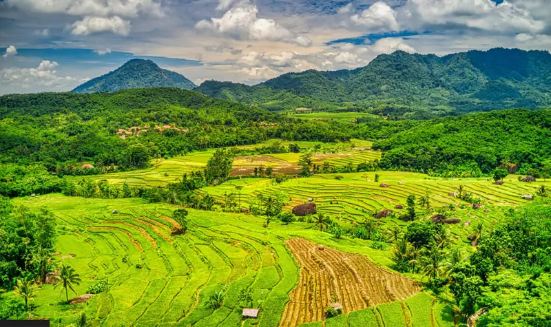 Ilustrasi hamparan sawah. (©pexel)