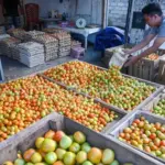 Pedagang menata tomat yang dijualnya di Pasar Inpres Manonda, Palu. (©bmzIMAGES/Basri Marzuki)