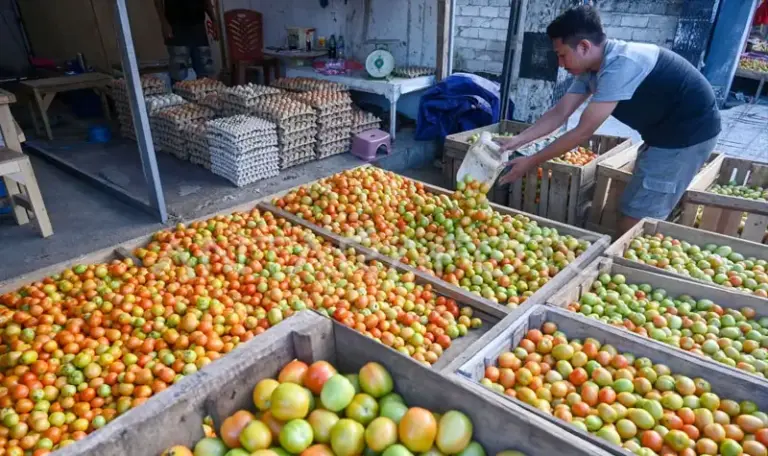 Pedagang menata tomat yang dijualnya di Pasar Inpres Manonda, Palu. (©bmzIMAGES/Basri Marzuki)