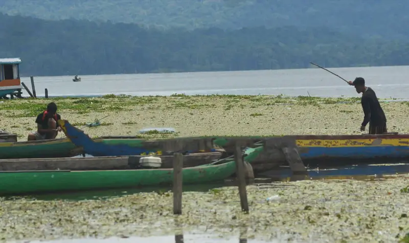 Warga memancing di antara eceng gondok yang menutupi permukaan Danau Lindu, Jumat (6/9/2024) (©bmzIMAGES/basri marzuki)