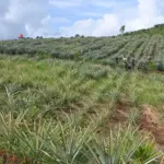 Sejumlah warga berjalan di antara tanaman nenas di lahan perkebunan desa di Desa Tabarano, Kecamatan Wasuponda, Luwu Timur, Sulawesi Selatan, Minggu (27/7/2025). (©bmzIMAGES/basri marzuki)