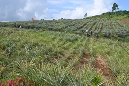 Sejumlah warga berjalan di antara tanaman nenas di lahan perkebunan desa di Desa Tabarano, Kecamatan Wasuponda, Luwu Timur, Sulawesi Selatan, Minggu (27/7/2025). (©bmzIMAGES/basri marzuki)