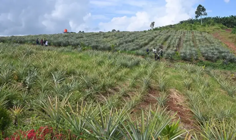 Sejumlah warga berjalan di antara tanaman nenas di lahan perkebunan desa di Desa Tabarano, Kecamatan Wasuponda, Luwu Timur, Sulawesi Selatan, Minggu (27/7/2025). (©bmzIMAGES/basri marzuki)