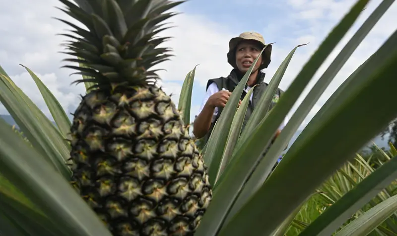 Anggota kelompok tani pengelola menunjukkan buah nenas yang dibudidayakan di lahan perkebunan desa di Desa Tabarano, Kecamatan Wasuponda, Luwu Timur, Sulawesi Selatan, Minggu (27/7/2025). (©bmzIMAGES/basri marzuki)
