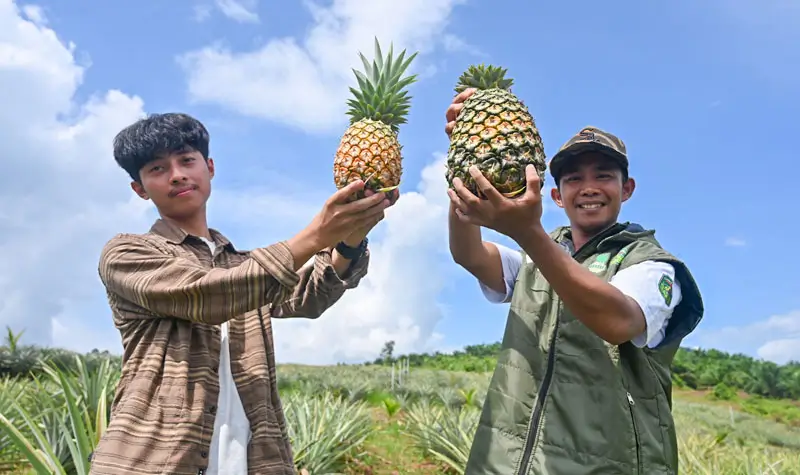 Dua anggota kelompok tani pengelola menunjukkan buah nenas yang dibudidayakan di lahan perkebunan desa di Desa Tabarano, Kecamatan Wasuponda, Luwu Timur, Sulawesi Selatan, Minggu (27/7/2025). (©bmzIMAGES/basri marzuki)