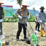 Kapolda SUlteng Irje Pol Agus Nugroho (kedua kiri) menanam jagung pada panen serentak di Palu, Rabu (8/10/2025). (© Humas Polda Sulteng)