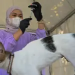 Petugas menyiapkan suntikan vaksin rabies pada vaksinasi rabies gratis di Car Free Day, Palu, Sulawesi Tengah, Minggu (12/10/2025). (©bmzIMAGES/Basri Marzuki)