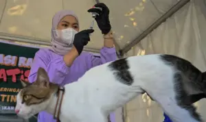 50 Hewan Peliharaan Divaksinasi Rabies Gratis di Car Free Day Palu