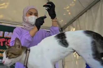 Petugas menyiapkan suntikan vaksin rabies pada vaksinasi rabies gratis di Car Free Day, Palu, Sulawesi Tengah, Minggu (12/10/2025). (©bmzIMAGES/Basri Marzuki)