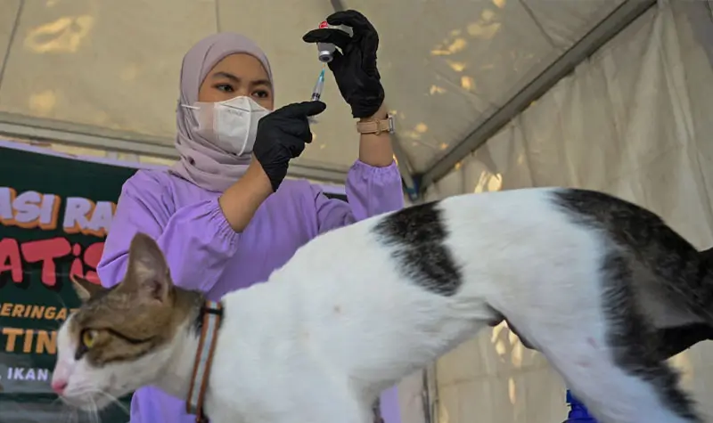 Petugas menyiapkan suntikan vaksin rabies pada vaksinasi rabies gratis di Car Free Day, Palu, Sulawesi Tengah, Minggu (12/10/2025). (©bmzIMAGES/Basri Marzuki)