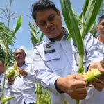 Kakanwil Ditjenpas Sulteng Bagus Kurniawan memetik jagung pada panen di Lapas Terbuka di Desa Langaleso, Sigi, Kamis (6/11/2025). (©bmzIMAGES/Basri Marzuki)