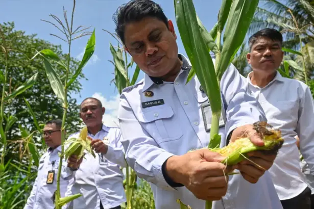 Kakanwil Ditjenpas Sulteng Bagus Kurniawan memetik jagung pada panen di Lapas Terbuka di Desa Langaleso, Sigi, Kamis (6/11/2025). (©bmzIMAGES/Basri Marzuki)