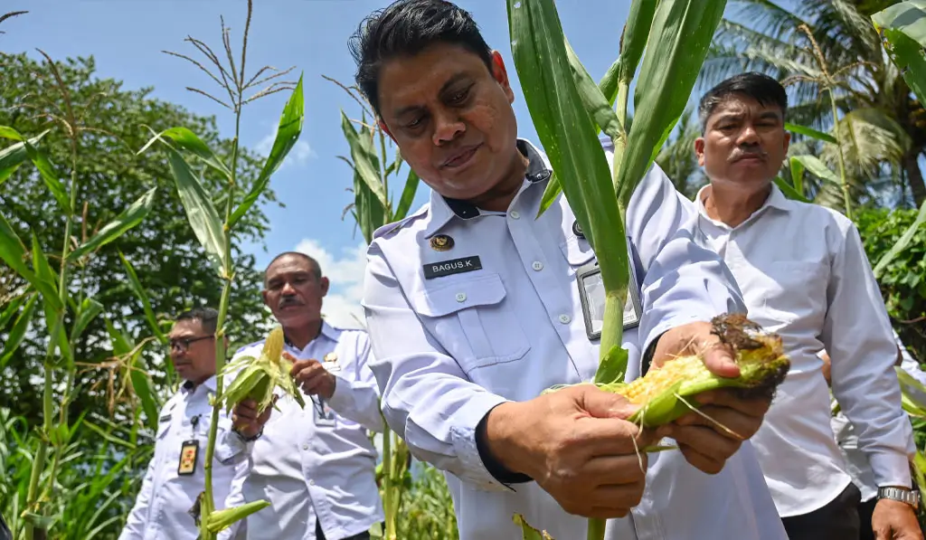 Kakanwil Ditjenpas Sulteng Bagus Kurniawan memetik jagung pada panen di Lapas Terbuka di Desa Langaleso, Sigi, Kamis (6/11/2025). (©bmzIMAGES/Basri Marzuki)