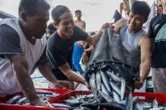 Ilustrasi nelayan membngkar ikan cakalang hasil tangkapannya di PPI Donggala, Rabu (20/10/2021). (©bmzIMAGES/Basri Marzuki)