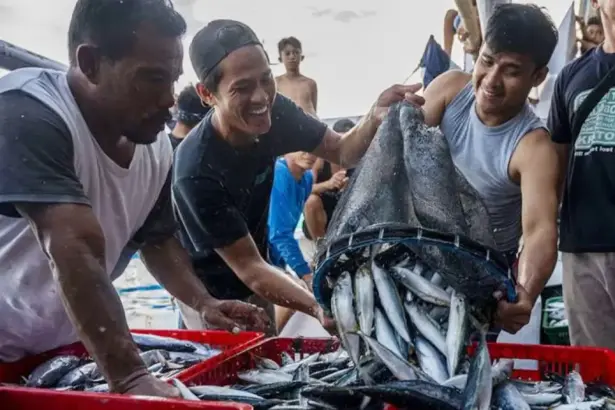Ilustrasi nelayan membngkar ikan cakalang hasil tangkapannya di PPI Donggala, Rabu (20/10/2021). (©bmzIMAGES/Basri Marzuki)