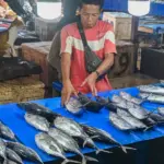 Pedagang menata ikan cakalang yang dijualnya di Pasar Manonda, Palu, Rabu (5/11/2025). (©bmzIMAGES/Basri Marzuki)