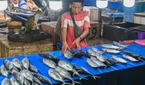 Ketika Ikan Tuna dan Cakalang Bersekutu, Inflasi..
