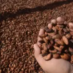 ilustrasi kakao (©bmzIMAGES/Basri Marzuki)