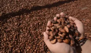 Pembangunan Industri Kakao dan Pemenuhan Hak atas Kesejahteraan Petani di Parigi Moutong