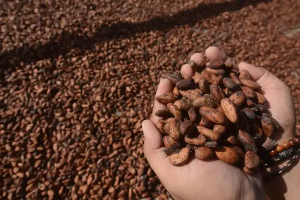 ilustrasi kakao (©bmzIMAGES/Basri Marzuki)