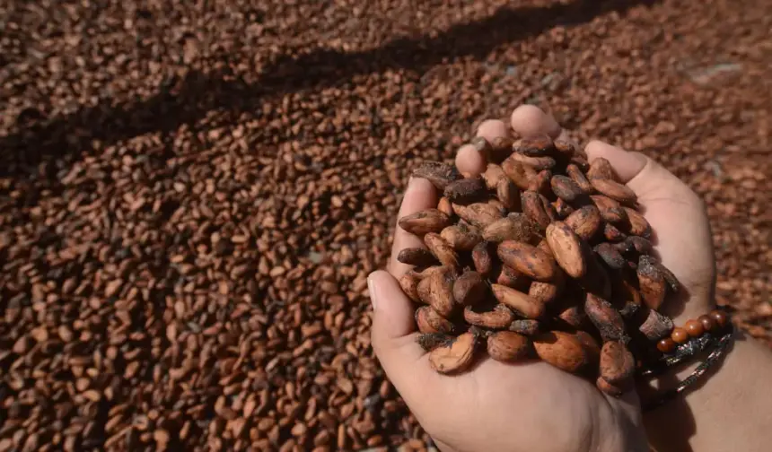 ilustrasi kakao (©bmzIMAGES/Basri Marzuki)