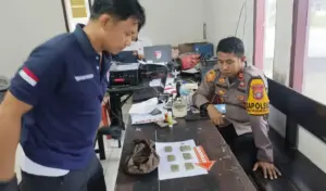 Temukan 30 Butir Amunisi Saat Galih Tanah untuk Kebun Kakao