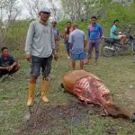 Warga berada di dekat sapi yang ditemukan telah dimutilasi di Tipo, Selasa (4/11/2025). (©Huams Polresta Palu)