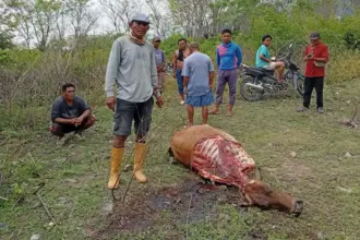 Warga berada di dekat sapi yang ditemukan telah dimutilasi di Tipo, Selasa (4/11/2025). (©Huams Polresta Palu)