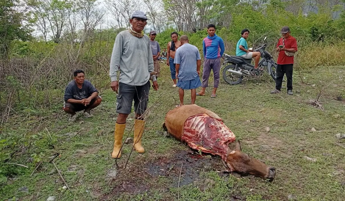 Warga berada di dekat sapi yang ditemukan telah dimutilasi di Tipo, Selasa (4/11/2025). (©Huams Polresta Palu)
