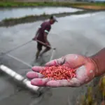 Petani menunjukkan bulir bibit padi yang telah diwarnai yang akan ditanam dengan pipa tanam di Desa Porame, Sigi, Sulawesi Tengah, Senin (10/11/2024). Meskipun sebagan besar petani di wilayah itu masih mempertahankan sisten tanam padi tradisional tanpa persemaian bibit, namun mereka telah mengembangkan teknologi tanam padi sederhana dengan memanfaatkan pipa paralon yang diberi beberapa lubang kecil untuk menebar bibit padi dan terbukti menghemat waktu penanaman hingga 17 kali lebih cepat dari cara manual atau konvensional. (©bmzIMAGES/Basri Marzuki)