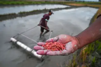 Petani menunjukkan bulir bibit padi yang telah diwarnai yang akan ditanam dengan pipa tanam di Desa Porame, Sigi, Sulawesi Tengah, Senin (10/11/2024). Meskipun sebagan besar petani di wilayah itu masih mempertahankan sisten tanam padi tradisional tanpa persemaian bibit, namun mereka telah mengembangkan teknologi tanam padi sederhana dengan memanfaatkan pipa paralon yang diberi beberapa lubang kecil untuk menebar bibit padi dan terbukti menghemat waktu penanaman hingga 17 kali lebih cepat dari cara manual atau konvensional. (©bmzIMAGES/Basri Marzuki)